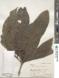 Image of Amphitecna sessilifolia