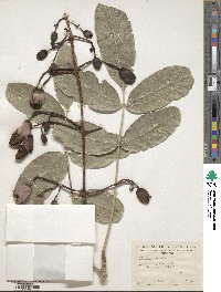 Kigelia africana subsp. africana image