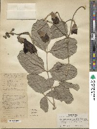 Kigelia africana subsp. africana image