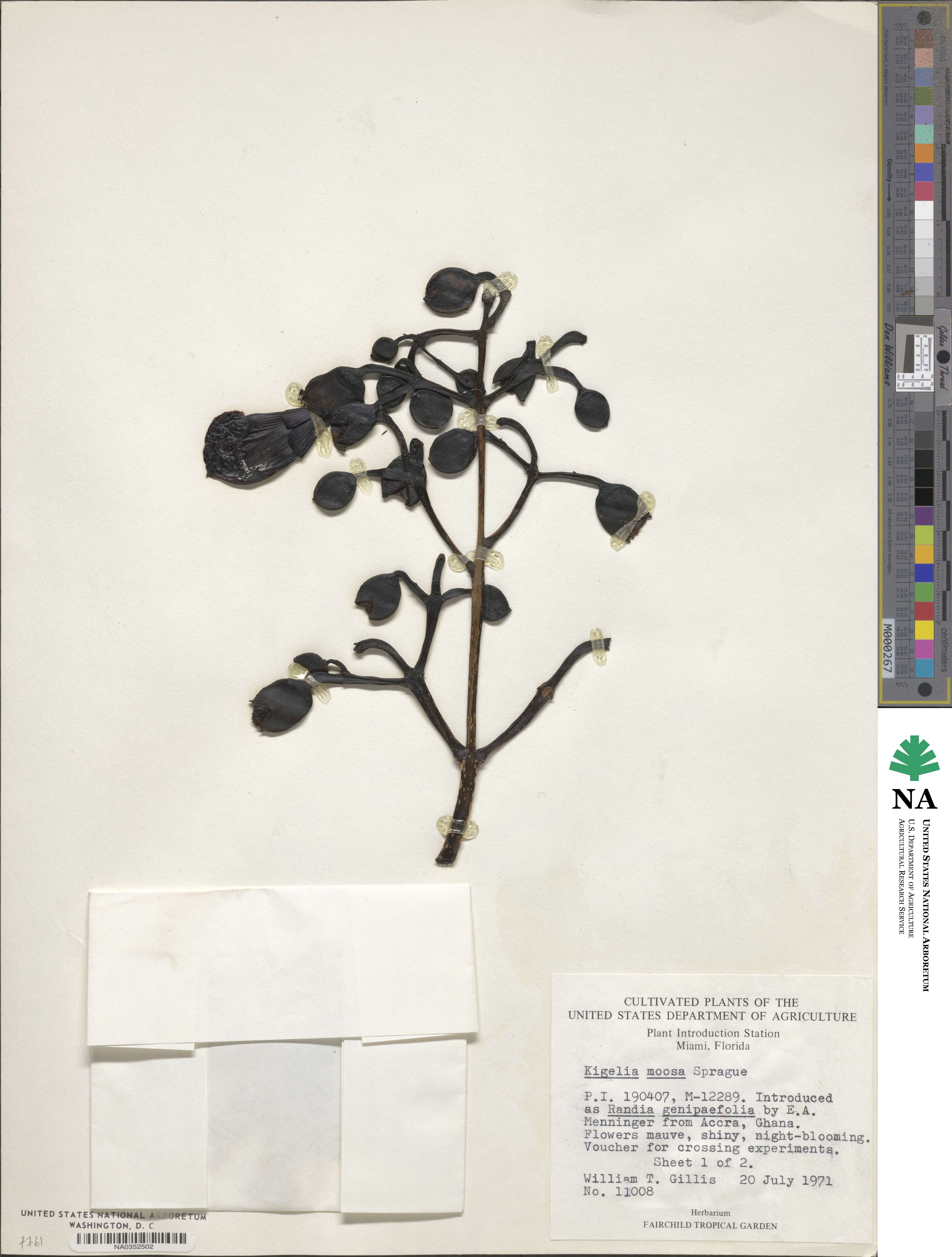 Kigelia africana subsp. moosa image