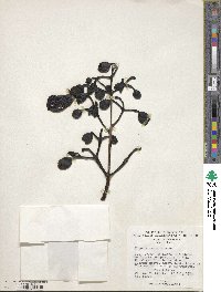 Kigelia africana subsp. moosa image