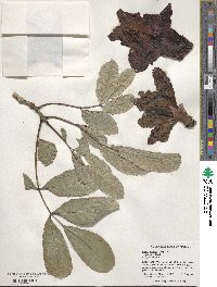 Kigelia africana subsp. africana image