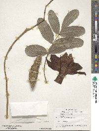 Kigelia africana subsp. africana image