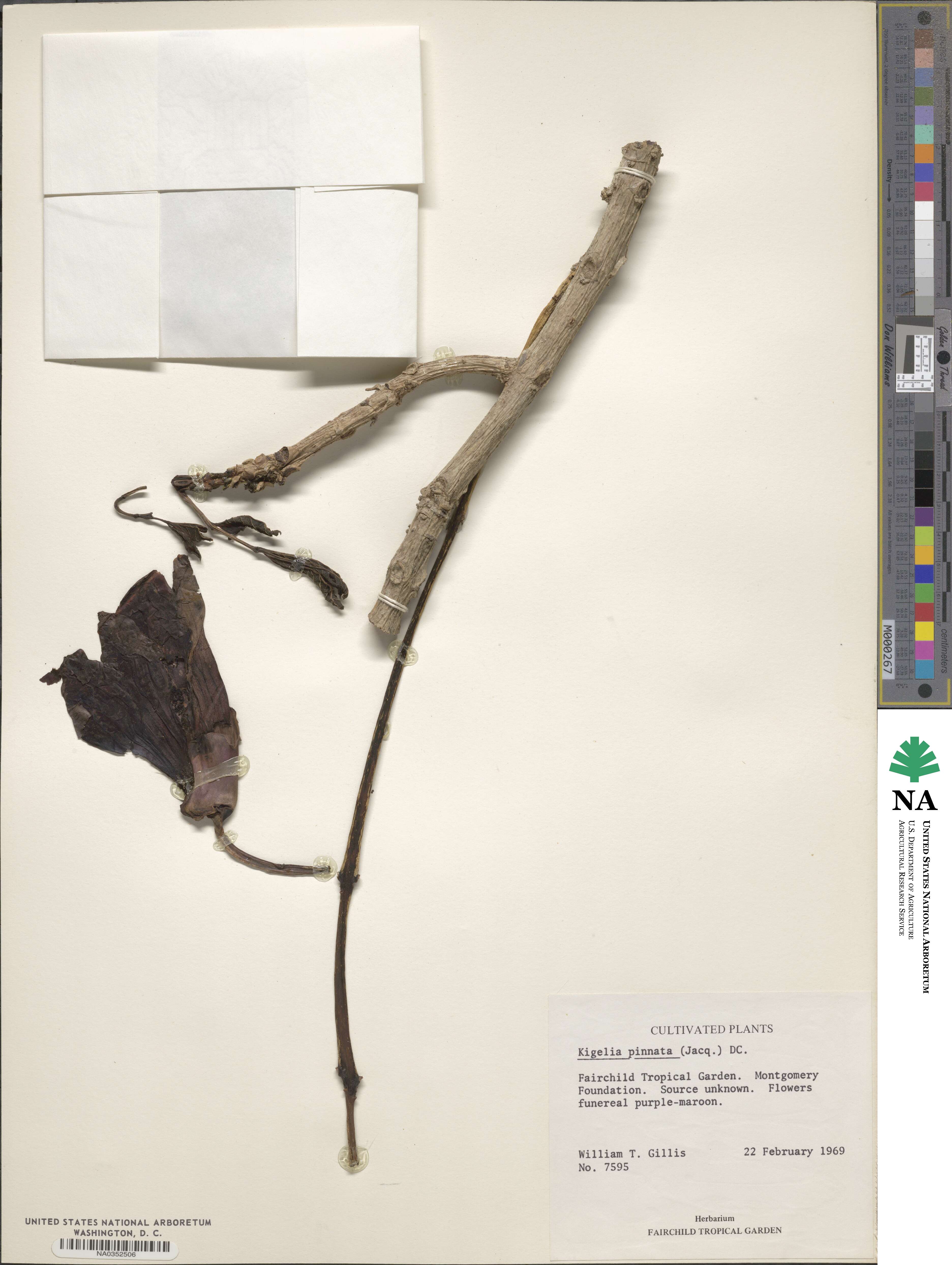 Kigelia africana image