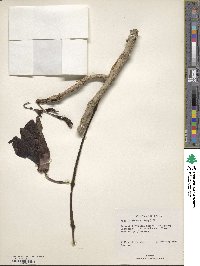 Kigelia africana subsp. africana image