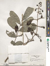 Kigelia africana subsp. africana image