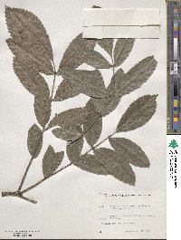 Kigelia africana subsp. africana image