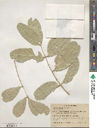 Kigelia africana subsp. africana image