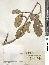 Schlegelia parviflora image