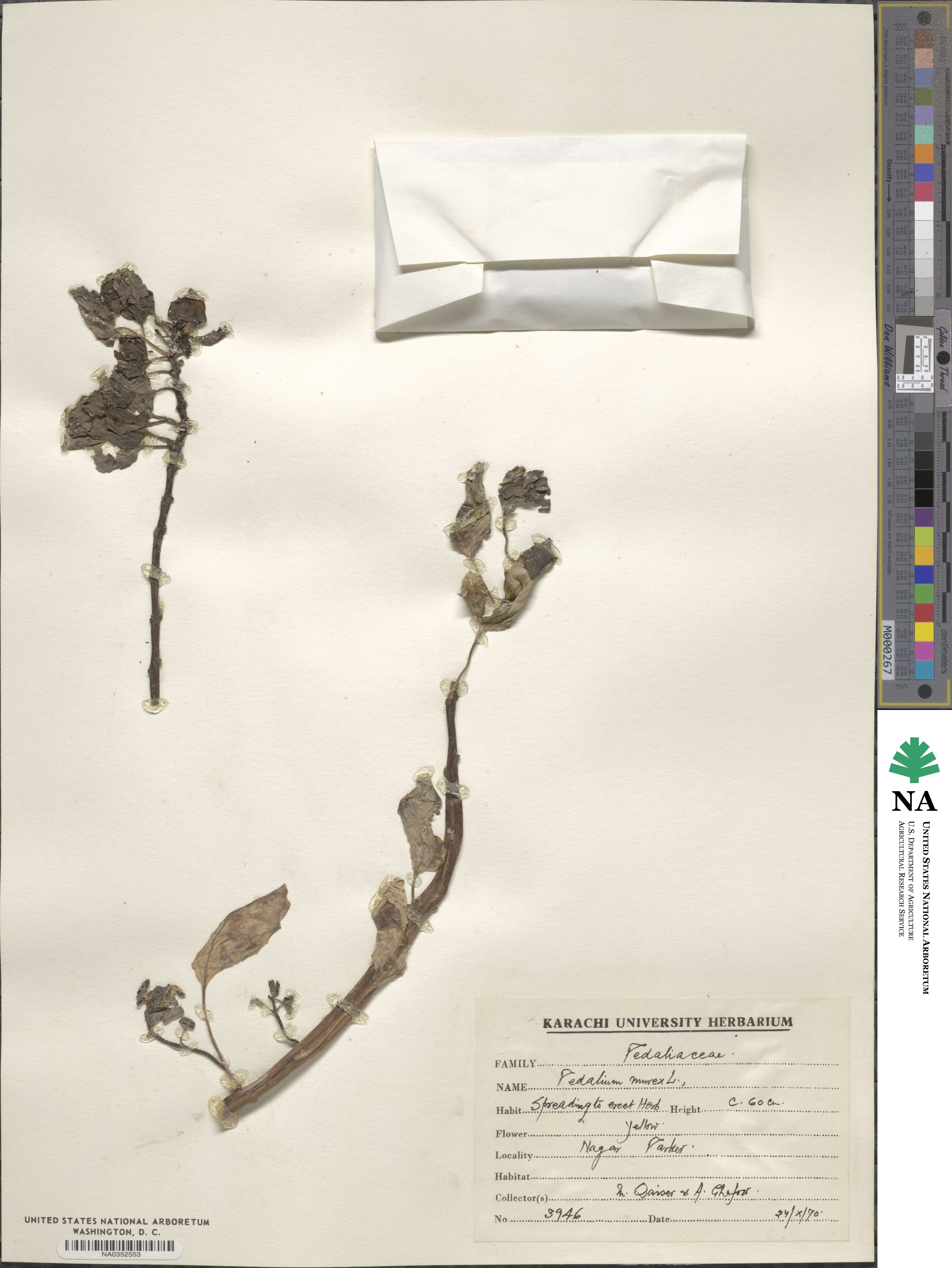 Pedalium murex image