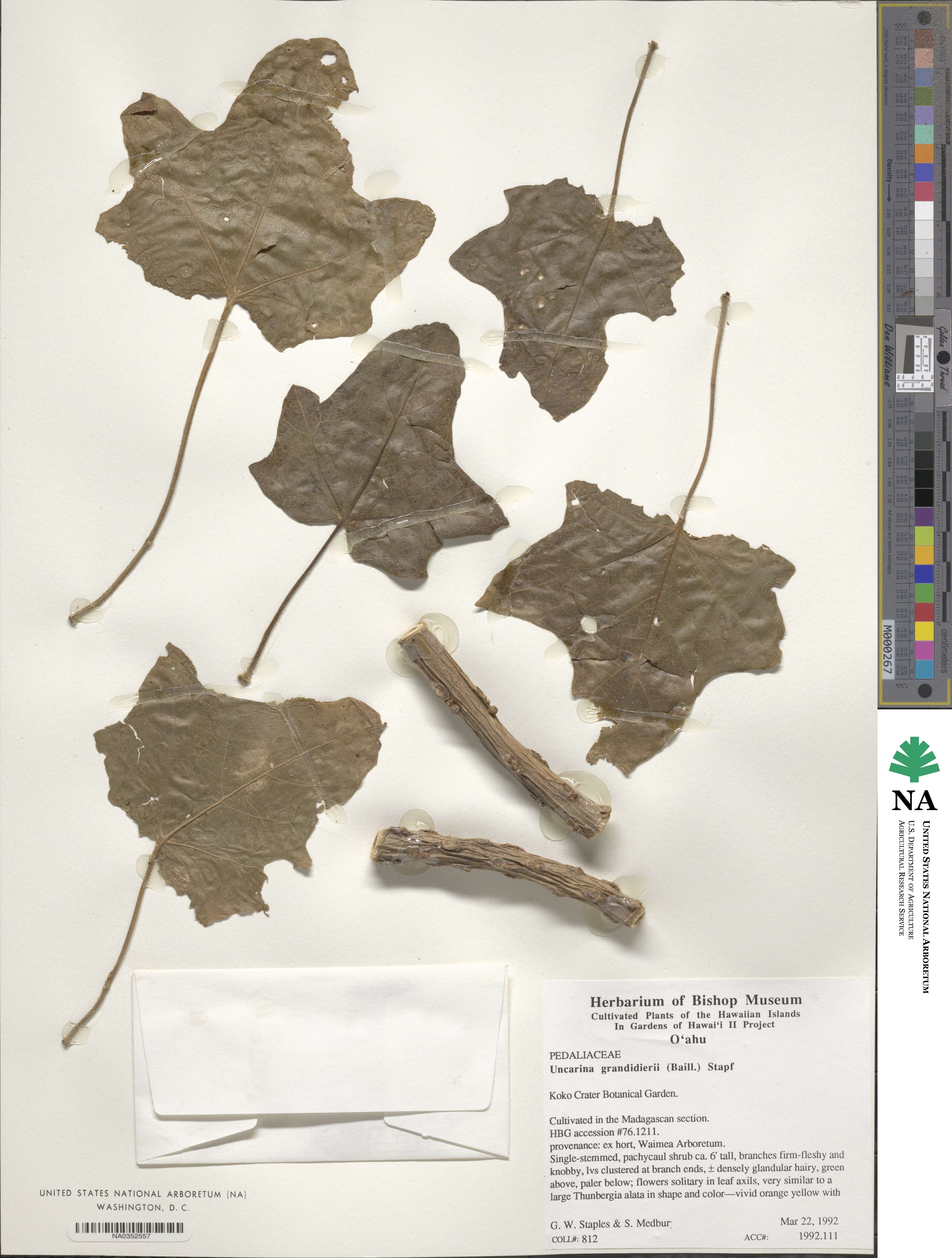 Uncarina image