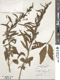 Sesamum indicum image