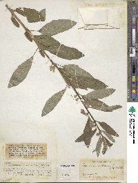 Sesamum indicum image