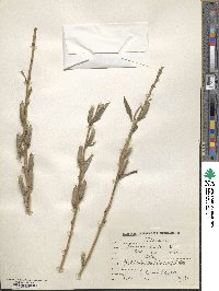 Sesamum indicum image