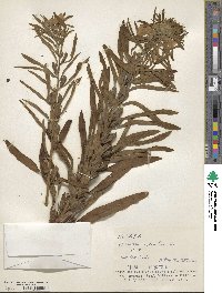 Sesamum indicum image