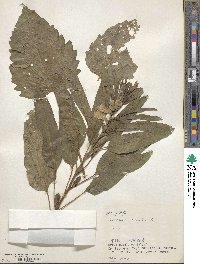 Sesamum indicum image