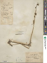 Sesamum indicum image