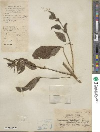 Sesamum indicum subsp. indicum image