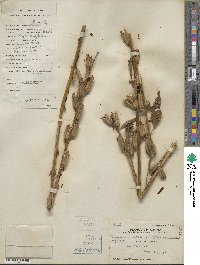 Sesamum indicum subsp. indicum image