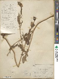 Sesamum indicum subsp. indicum image