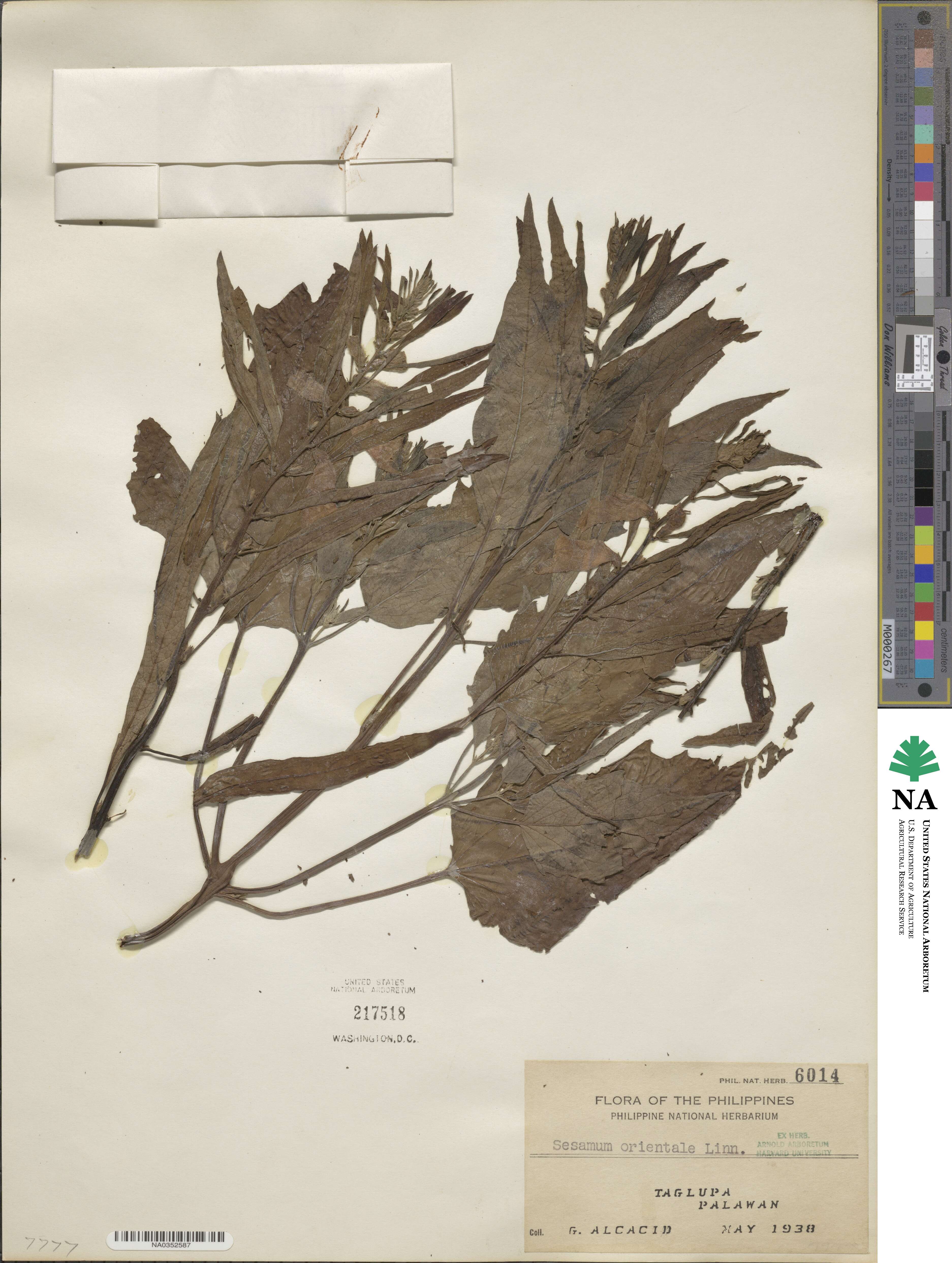 Sesamum indicum image