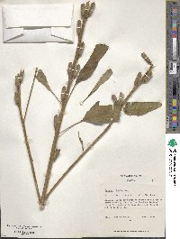 Sesamum indicum image