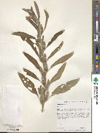 Sesamum indicum image