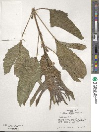 Sesamum indicum image