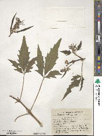 Sesamum indicum image