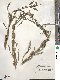 Sesamum indicum image