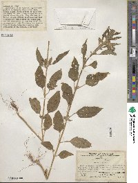 Sesamum indicum image