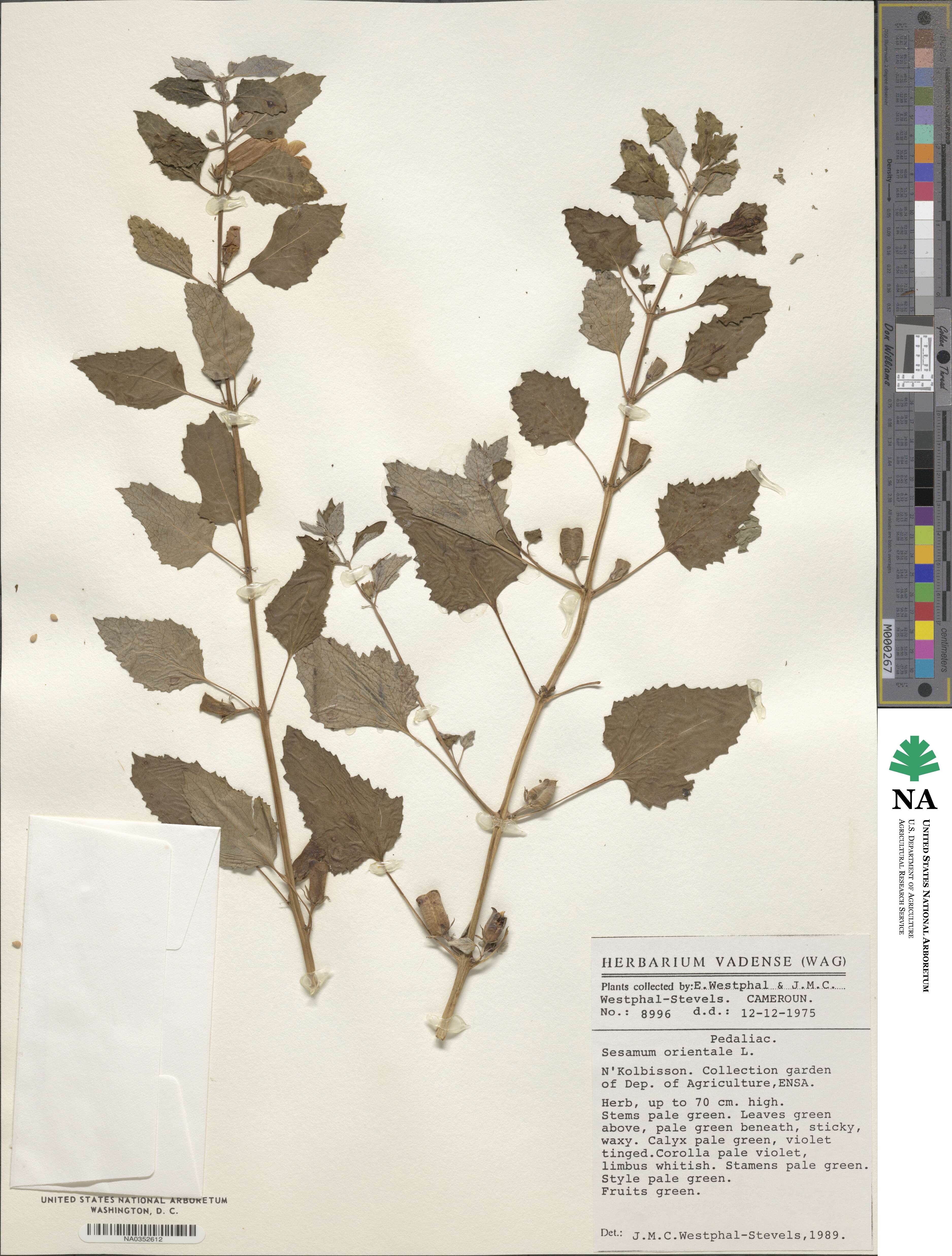 Sesamum indicum subsp. indicum image