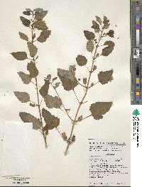 Sesamum indicum image