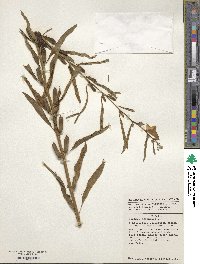 Sesamum indicum subsp. indicum image