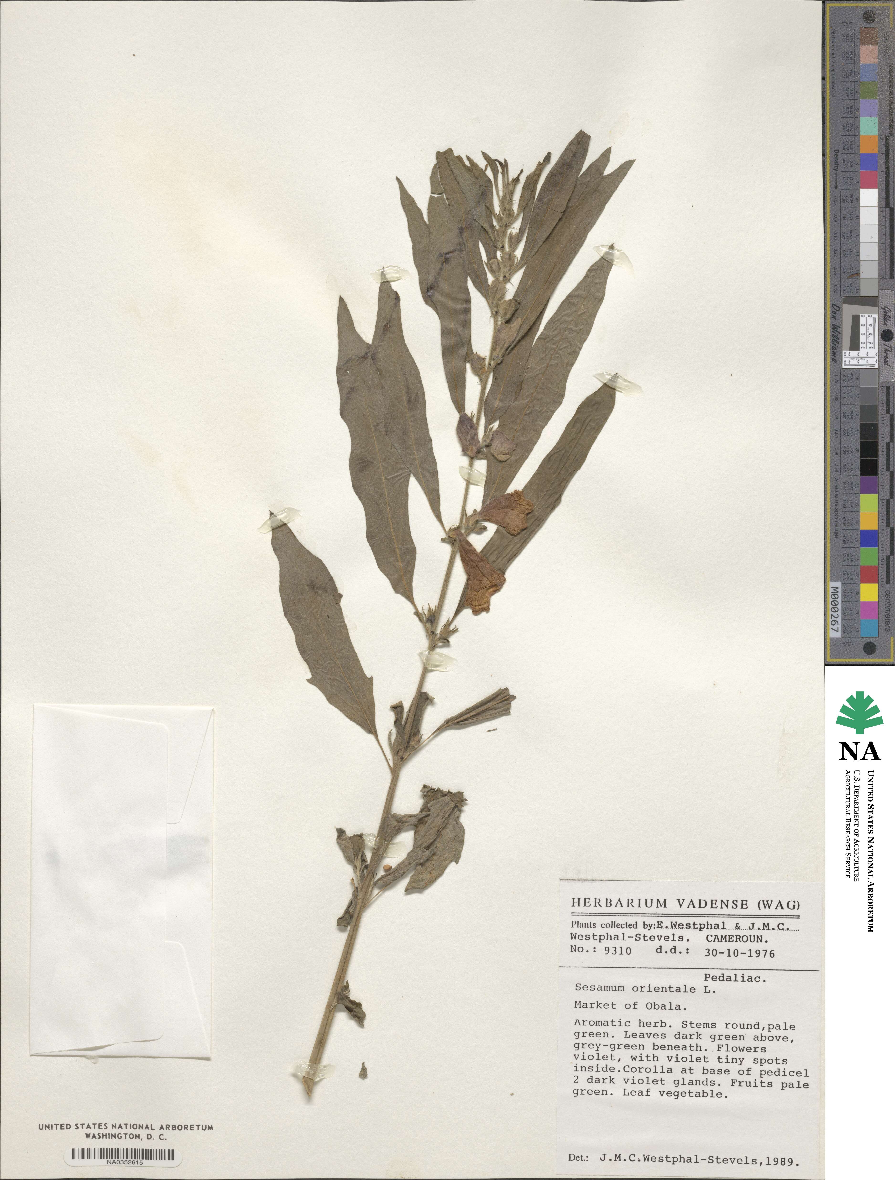 Sesamum indicum subsp. indicum image