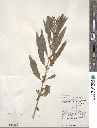 Sesamum indicum image