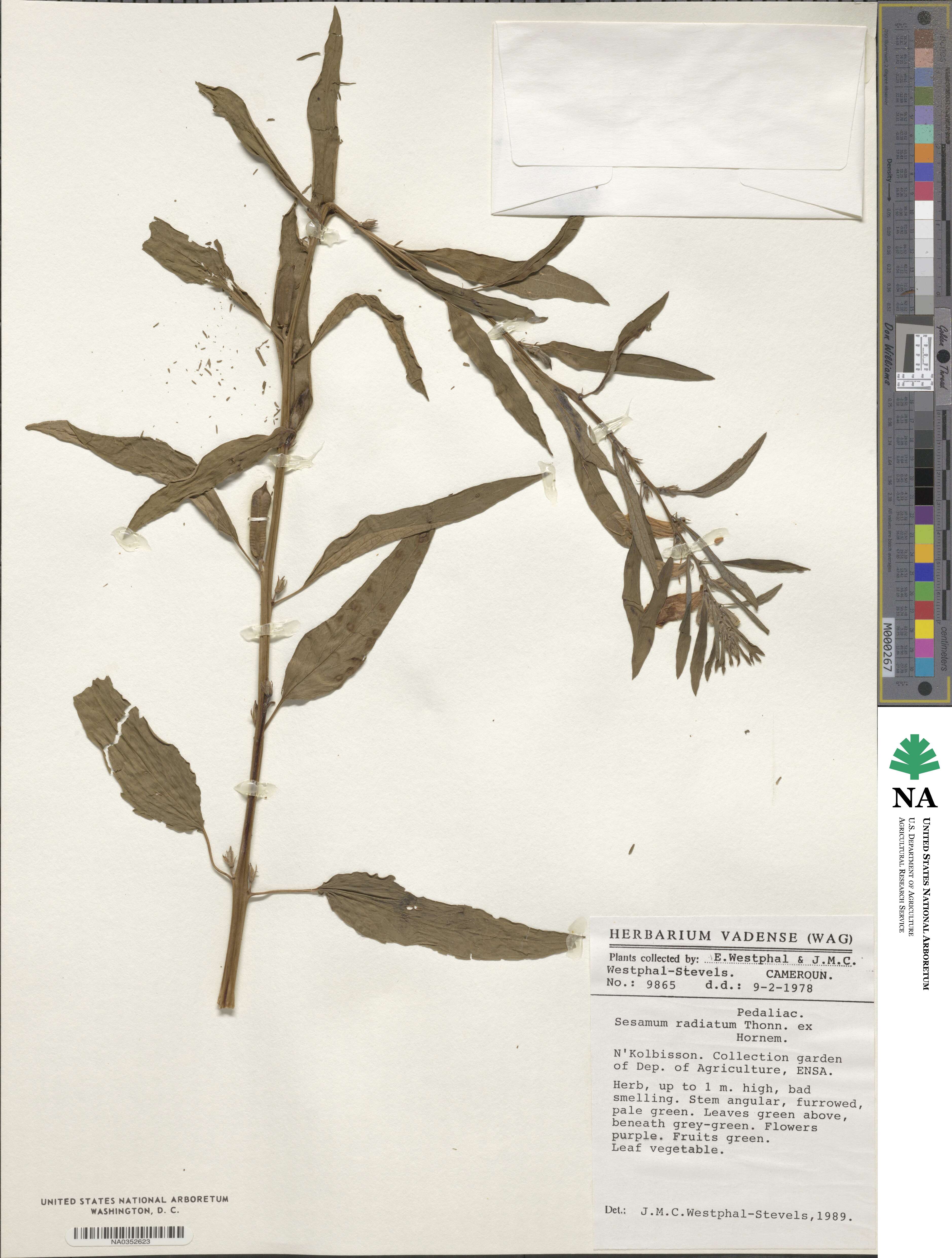 Sesamum radiatum image