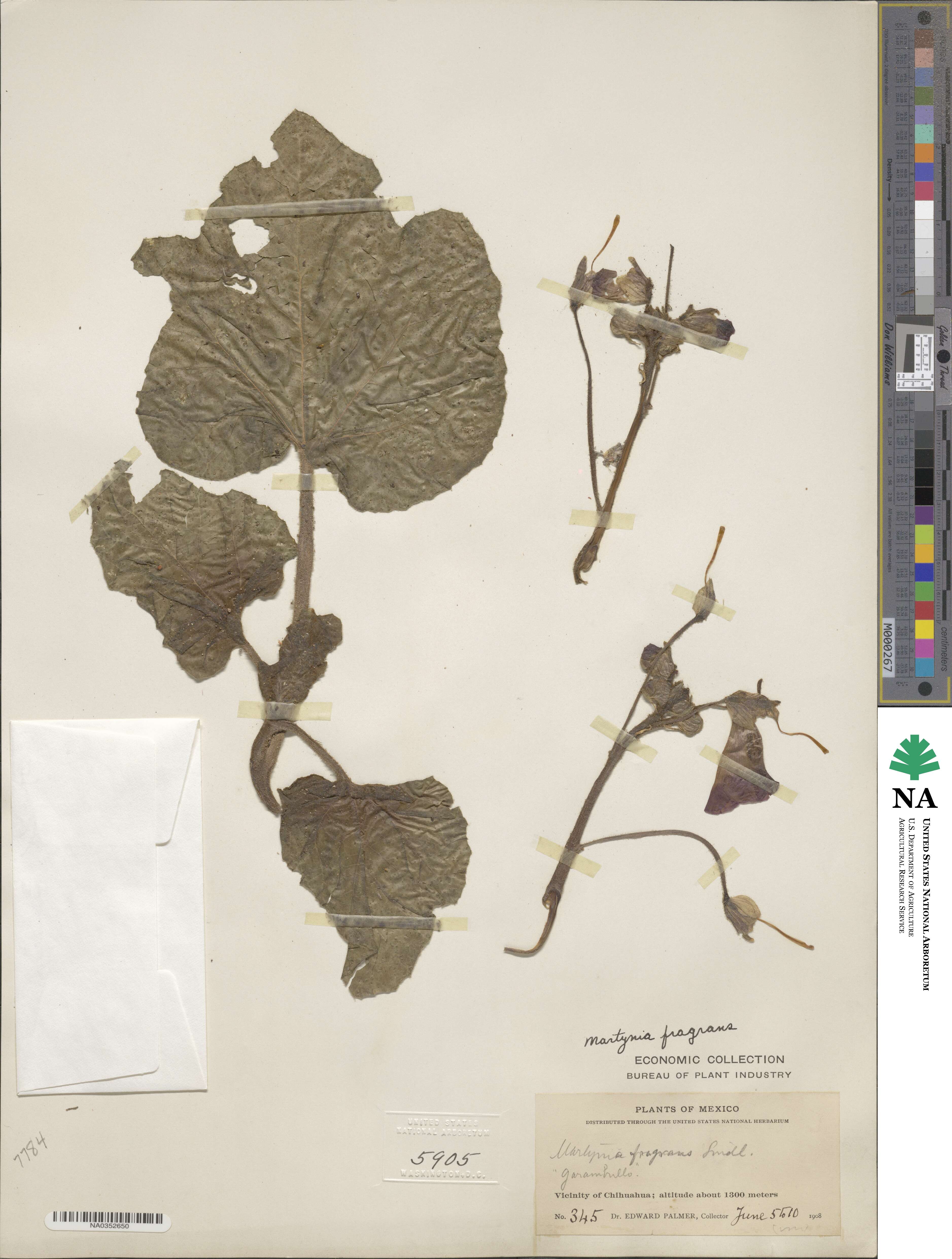 Proboscidea louisianica subsp. fragrans image