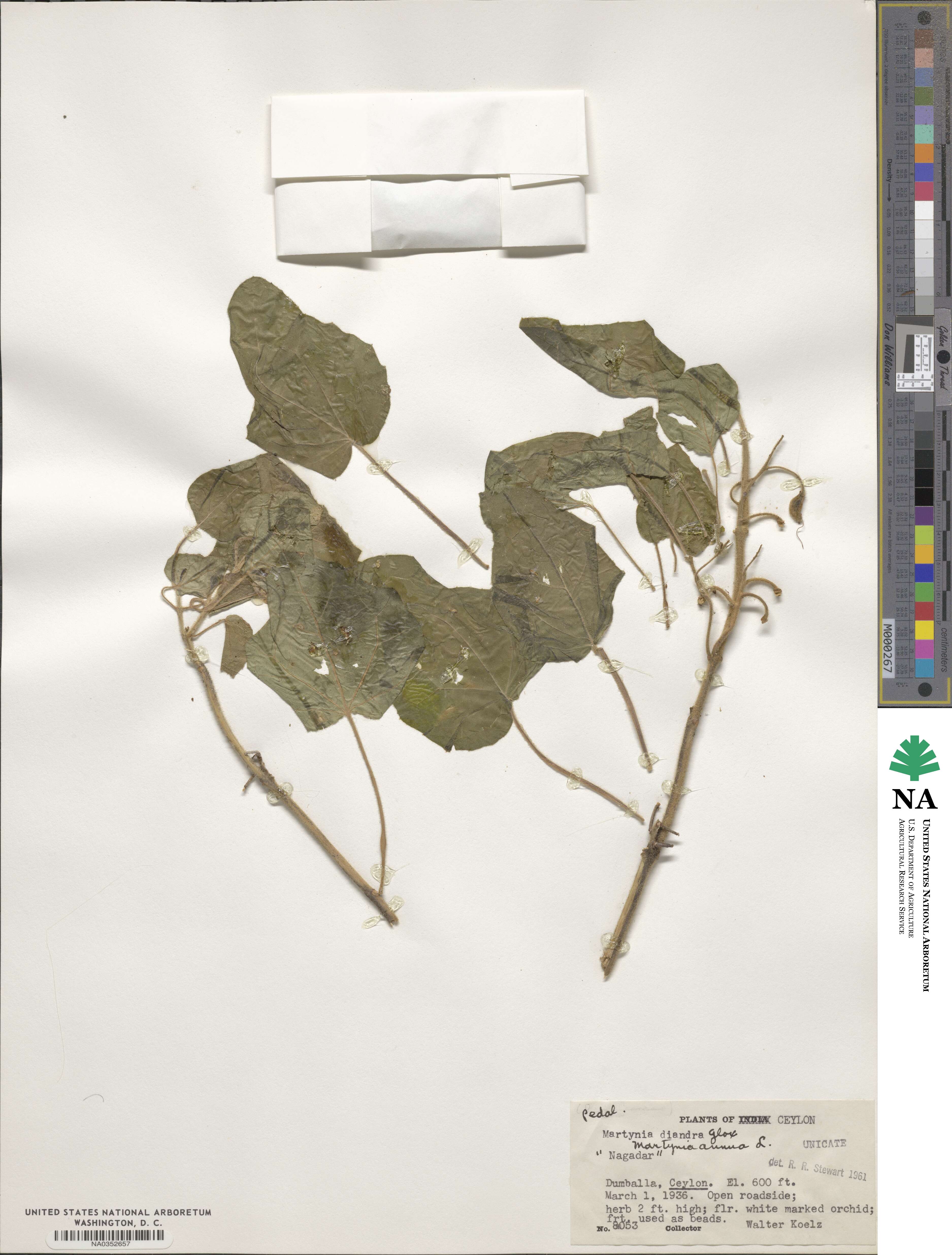 Martynia annua image