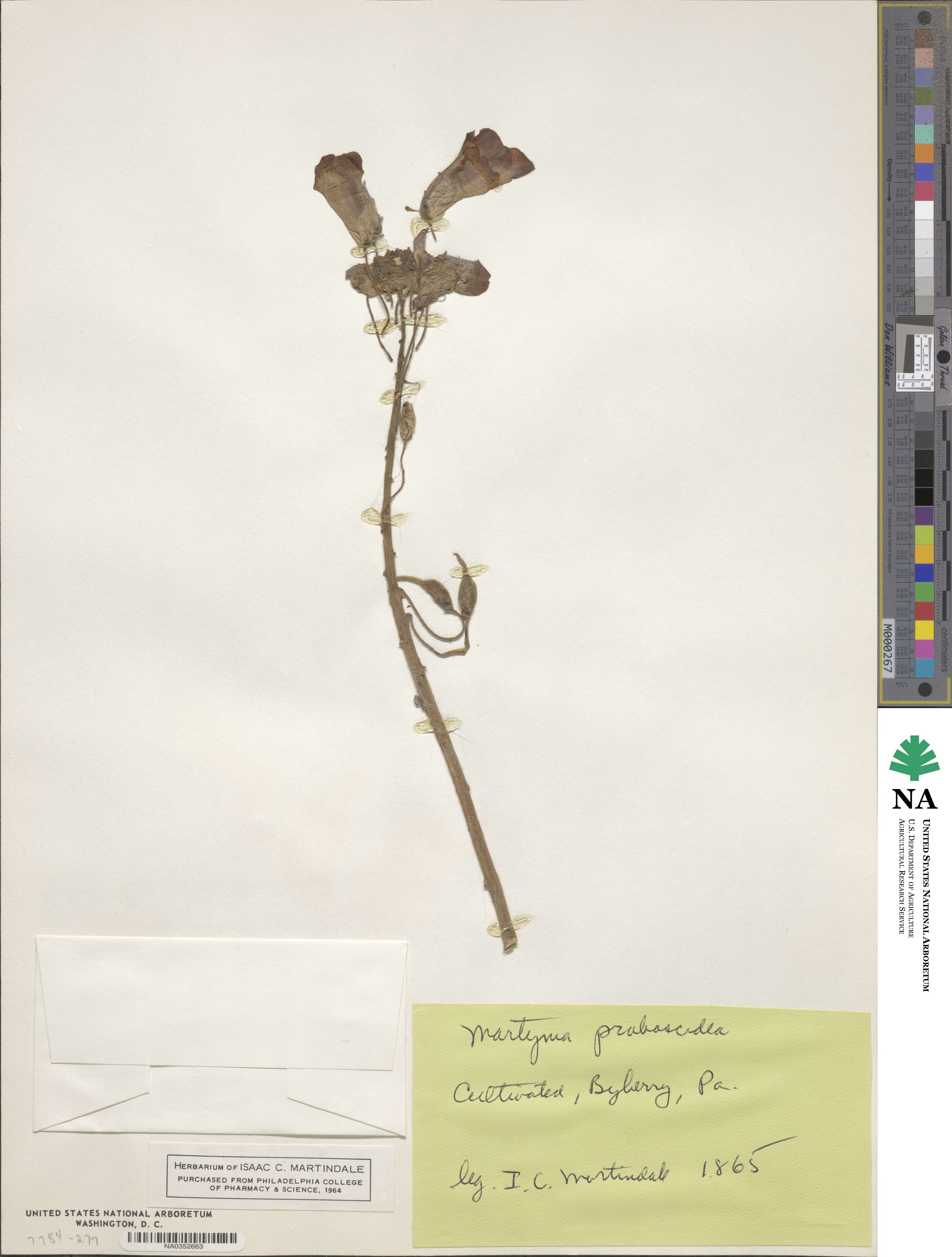 Martynia proboscidea image