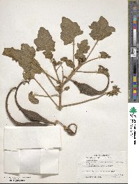 Proboscidea altheifolia image