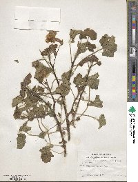 Proboscidea altheifolia image