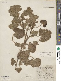 Proboscidea altheifolia image