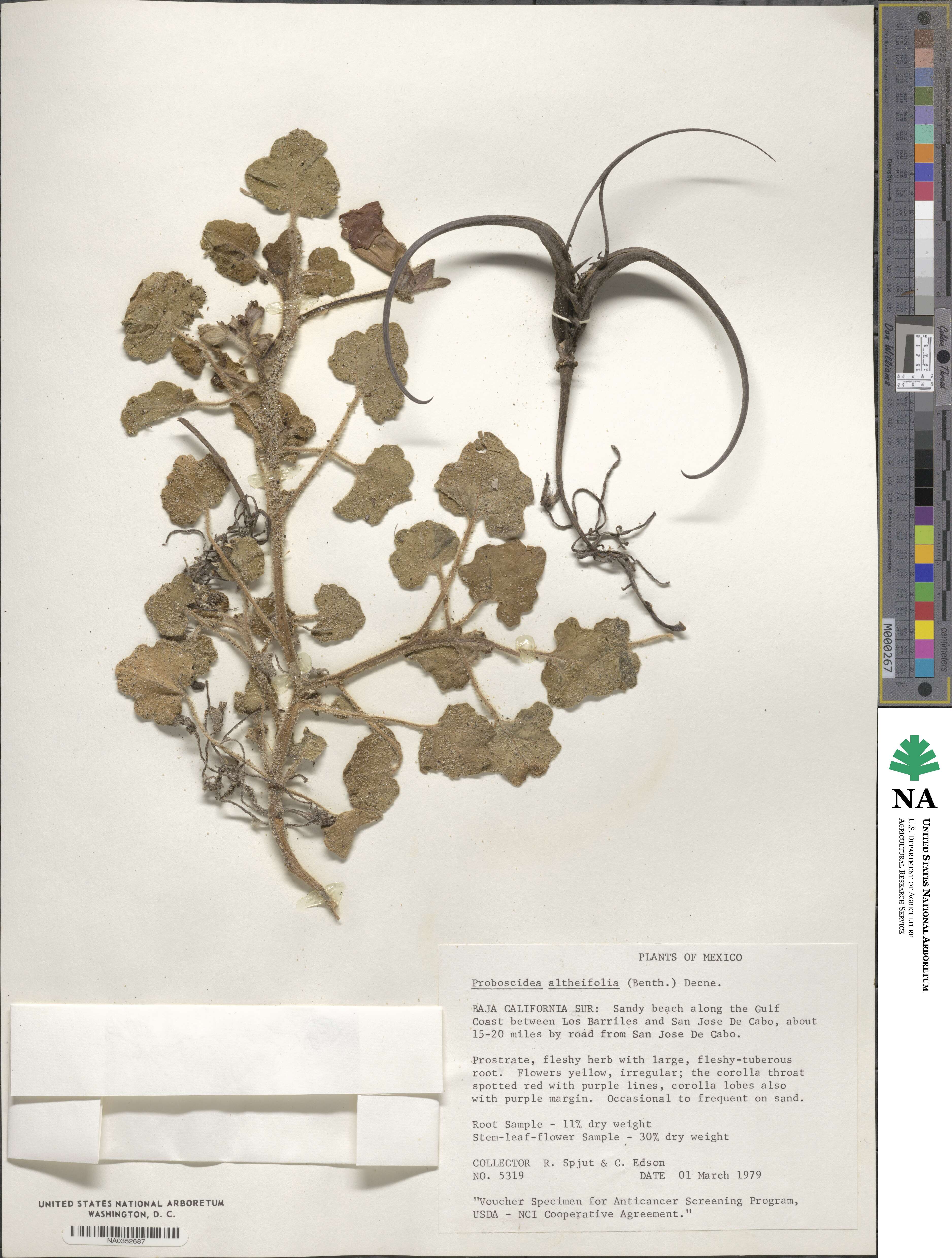 Proboscidea altheifolia image