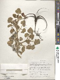 Proboscidea altheifolia image