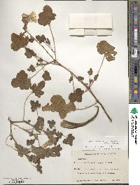 Proboscidea altheifolia image