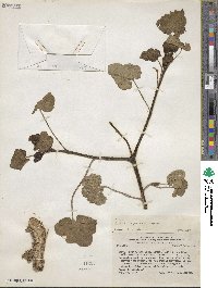 Proboscidea altheifolia image