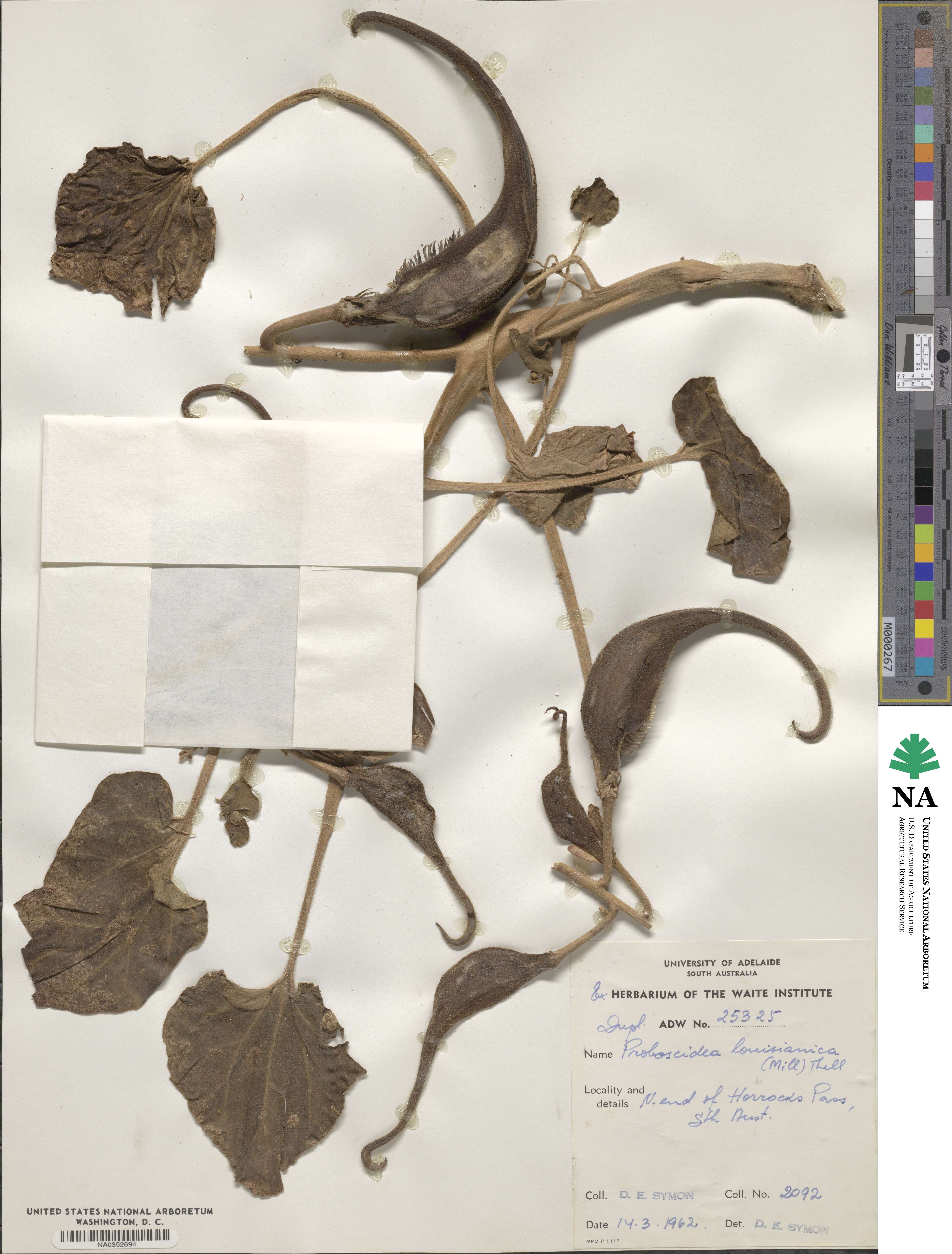 Proboscidea louisianica image