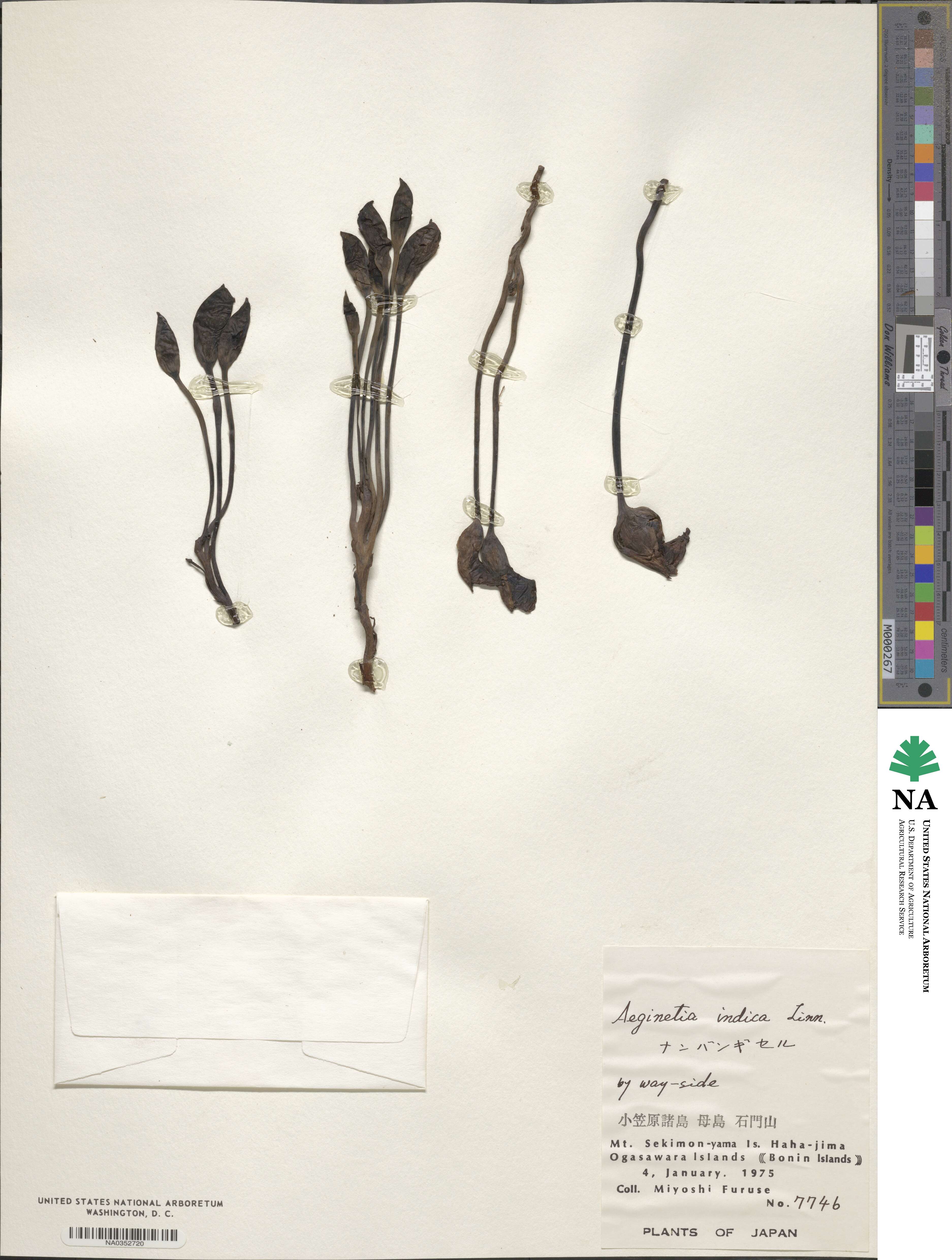 Aeginetia indica image