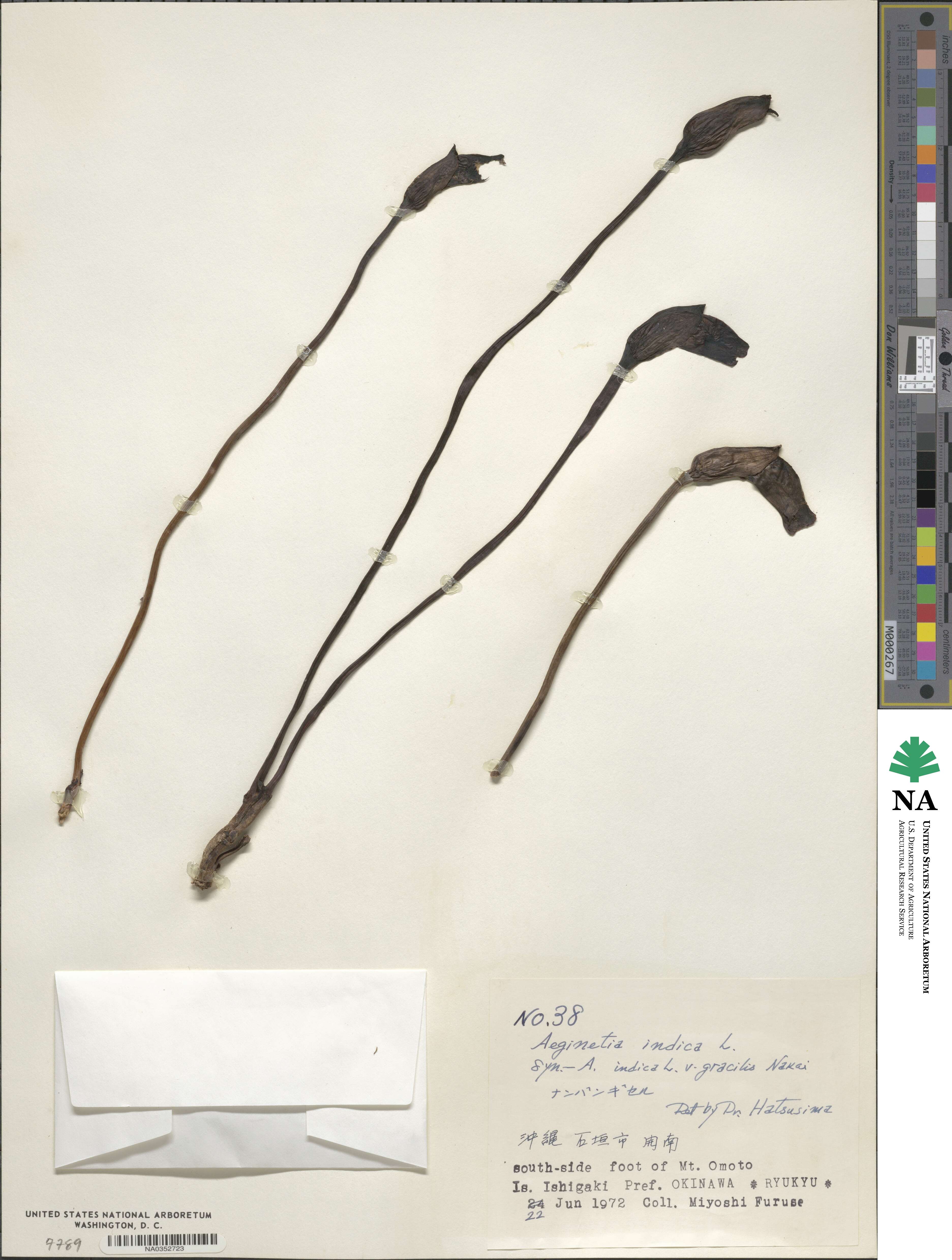 Aeginetia indica image
